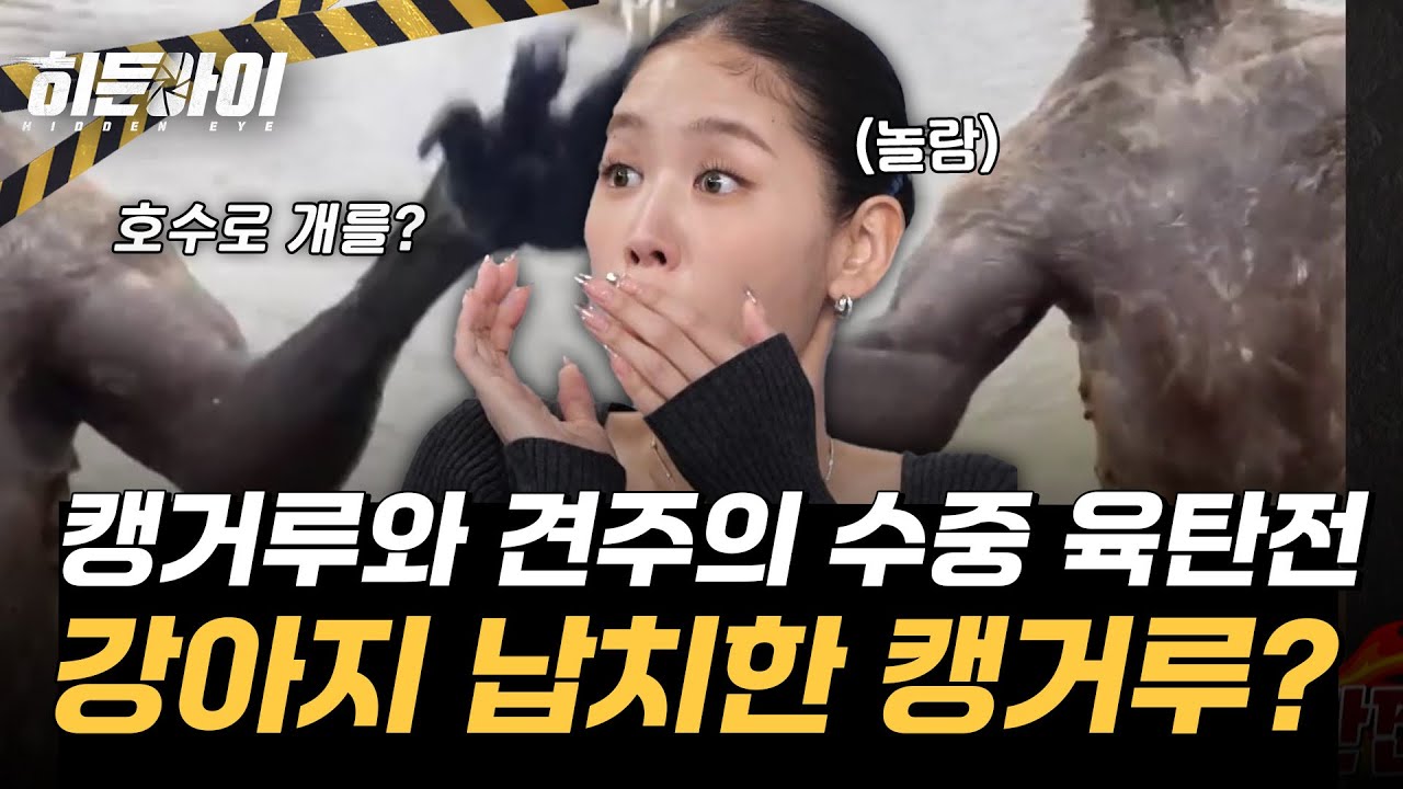 강아지를 납치한 캥거루?! 캥거루와 견주의 치열한 수중 육탄전! l #히든아이 l #MBCevery1 l EP.54