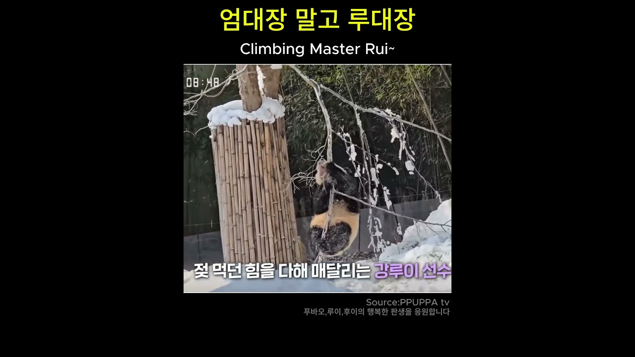 엄대장 말고 루대장 #루이바오 #ruibao #Twin panda, South Korea #판다 #루이후이 #ruihui