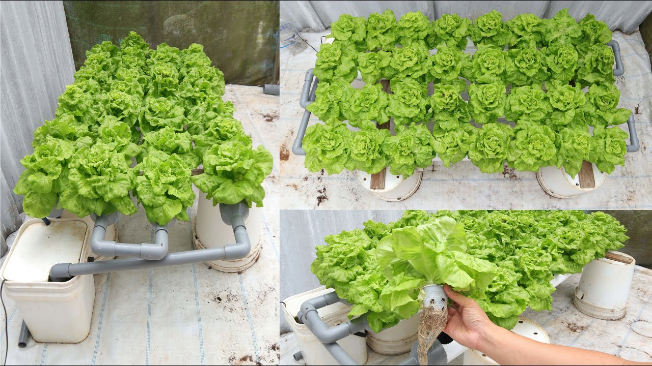 [No garden] Method of growing lettuce garden with only water right at home
