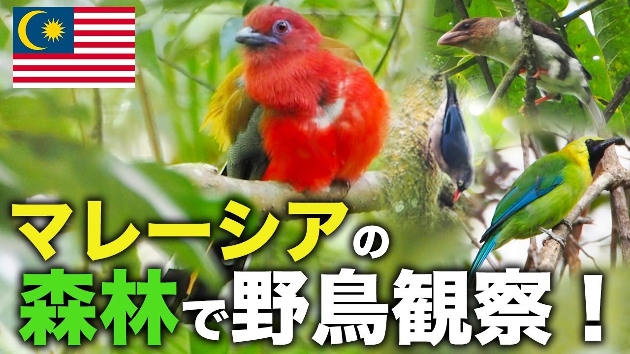 【海外野鳥観察】マレーシアの山地にはどんな野鳥がいる？解説付き！野鳥撮影Vlog#7