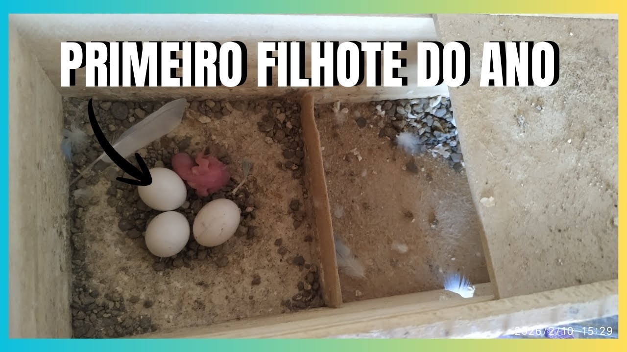 PRIMEIRO FILHOTE DO ANO/ATUALIZAÇÃO/CRIATÓRIO KL 
