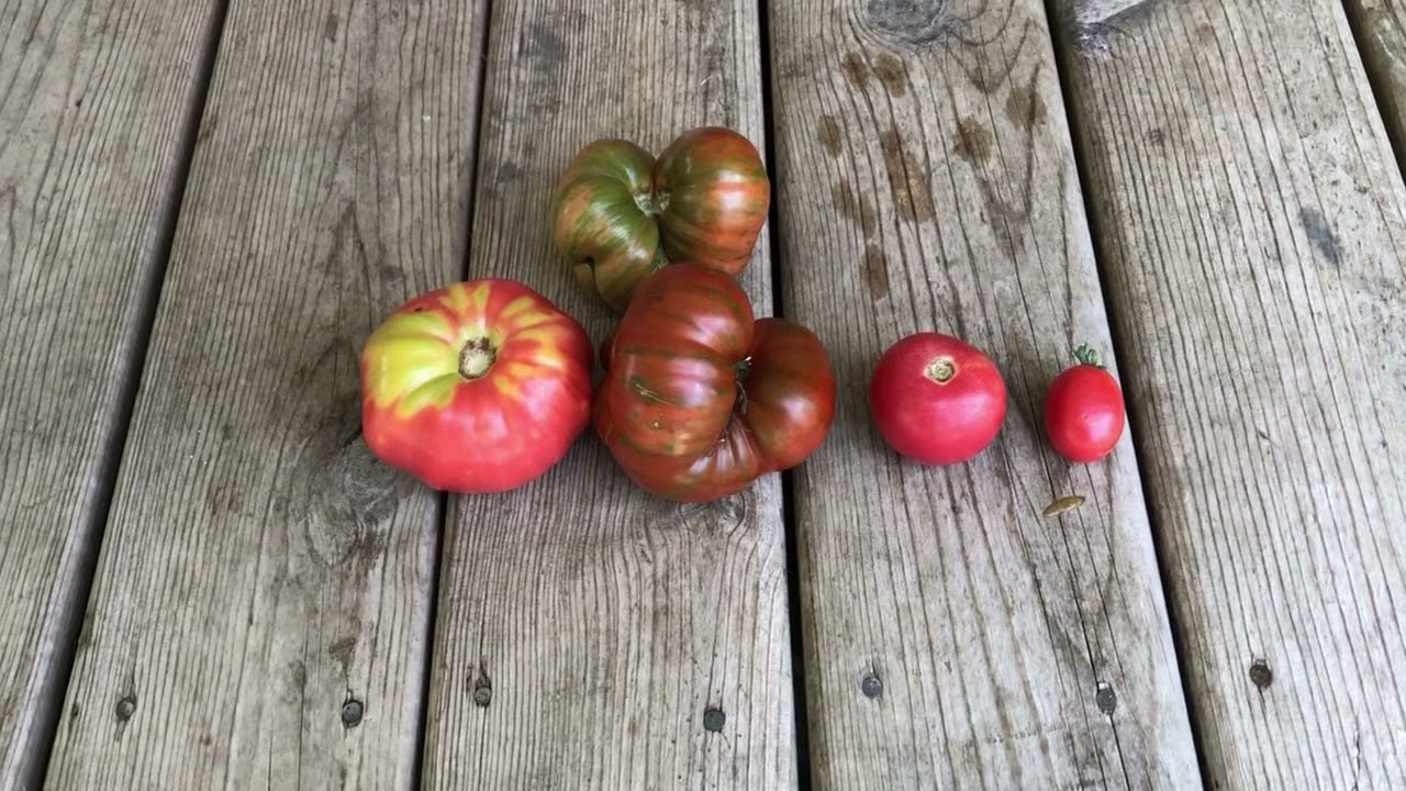 The Best Tomato Varieties I&rsquo;m Growing  From MiGardner, Porter, Arkansas Traveler, Vintage Wine, Rose