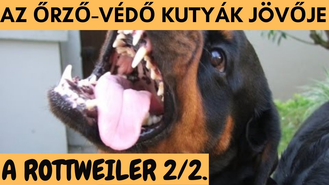 ROTTWEILER 2/2. - Az őrző-védő kutyák jövője.  DogCast TV