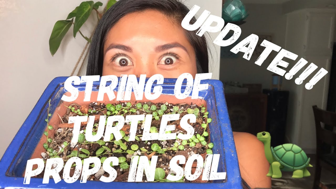 String of Turtles Propagation | UPDATE!! | Cuttings in Soil | Peperomia Prostrata