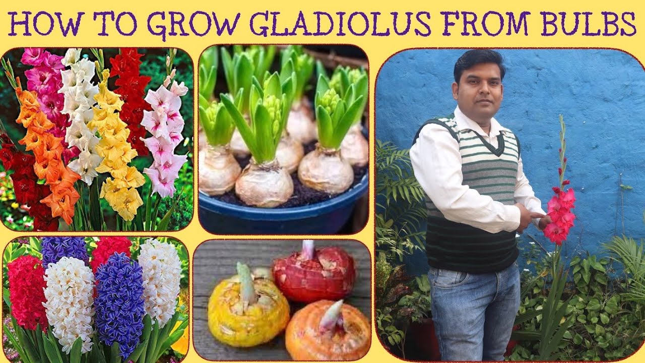 GLADIOLUS बल्ब से कैसे उगाएँ की गमला फूलों से भर जाए? Gardening Expert Pankaj ki advise #sansargreen