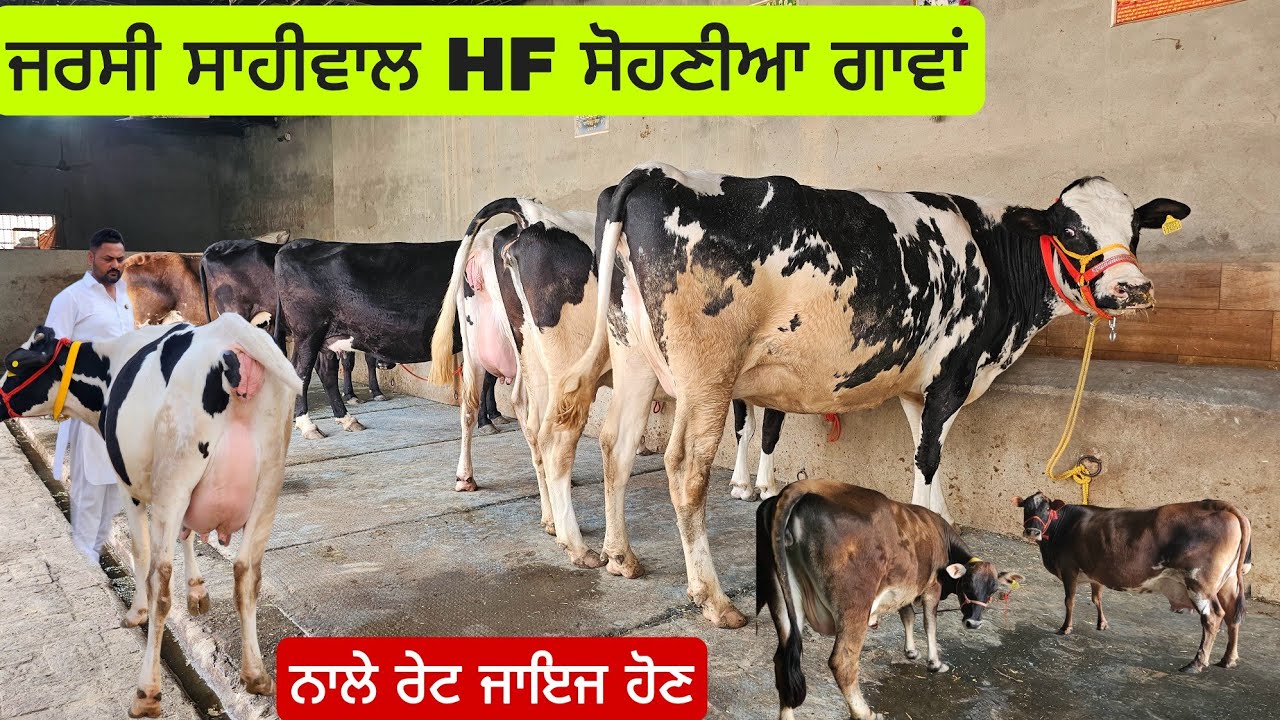 ਜਰਸੀ ਕਰੋਸ Hf ਦੀਆ ਕੋਕਾ ਪੀਸ ਗਾਵਾਂ ਹੀ ਗਾਵਾਂ ਜਮਾਂ ਹਾ ਨਾ ਵਾਲੇ ਜਾਇਜ ਰੇਟ ਫਾਰਮ ਵਾਲੀਆ ਗਾਵਾਂ ਵੱਡੀਆ। 