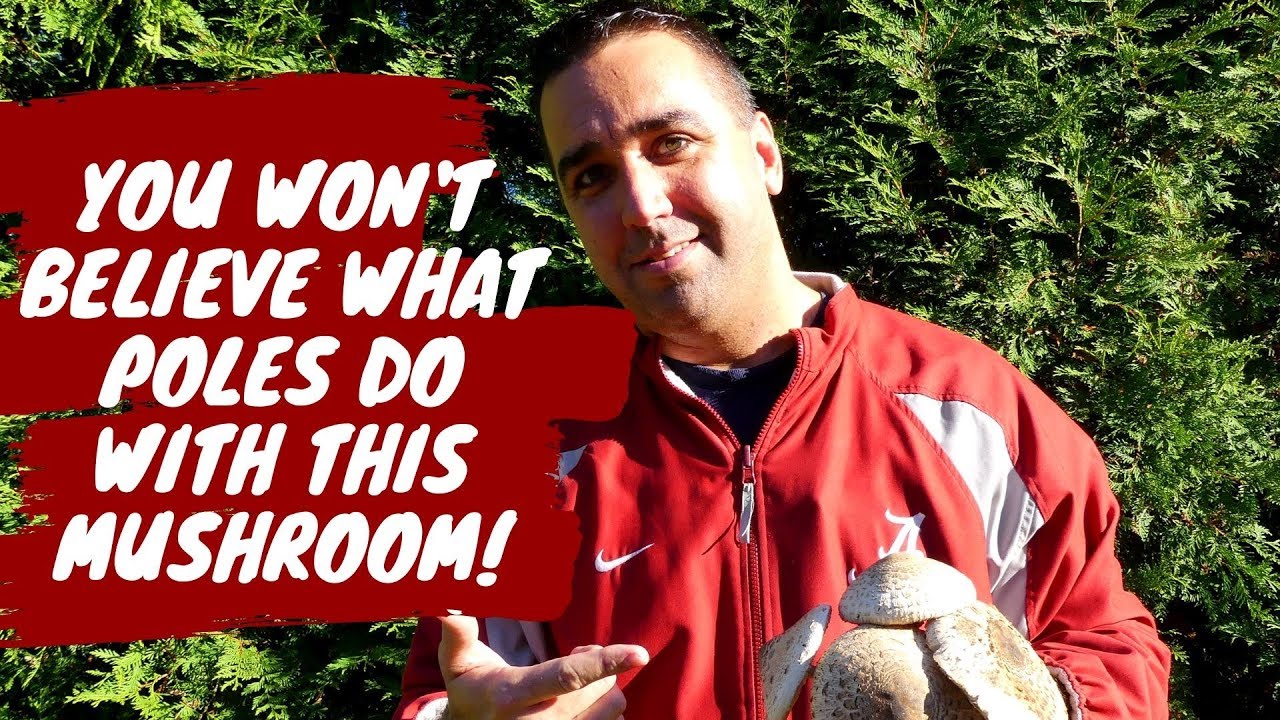 You Won't Believe What Poles Do with This Mushroom!
