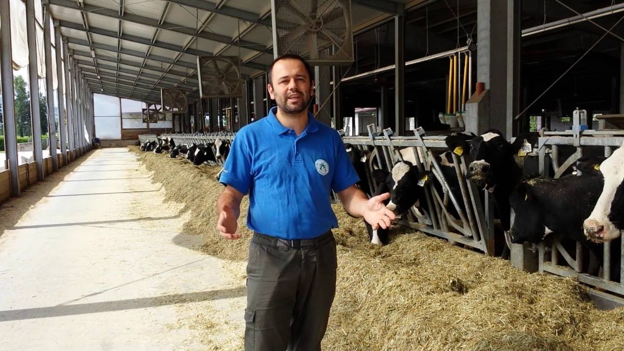 Come INGRAVIDARE le bovine repeat breeders con l'EMBRYO THERAPY @001