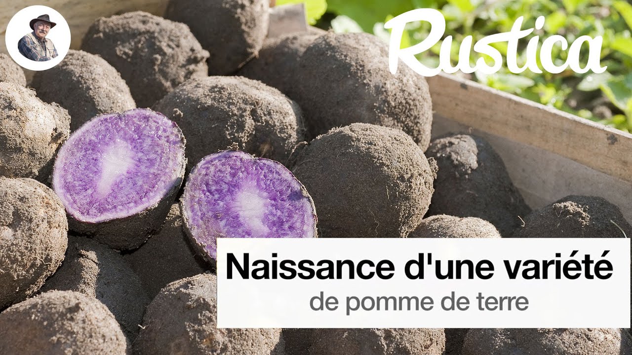 Comment créer une nouvelle variété de pomme de terre