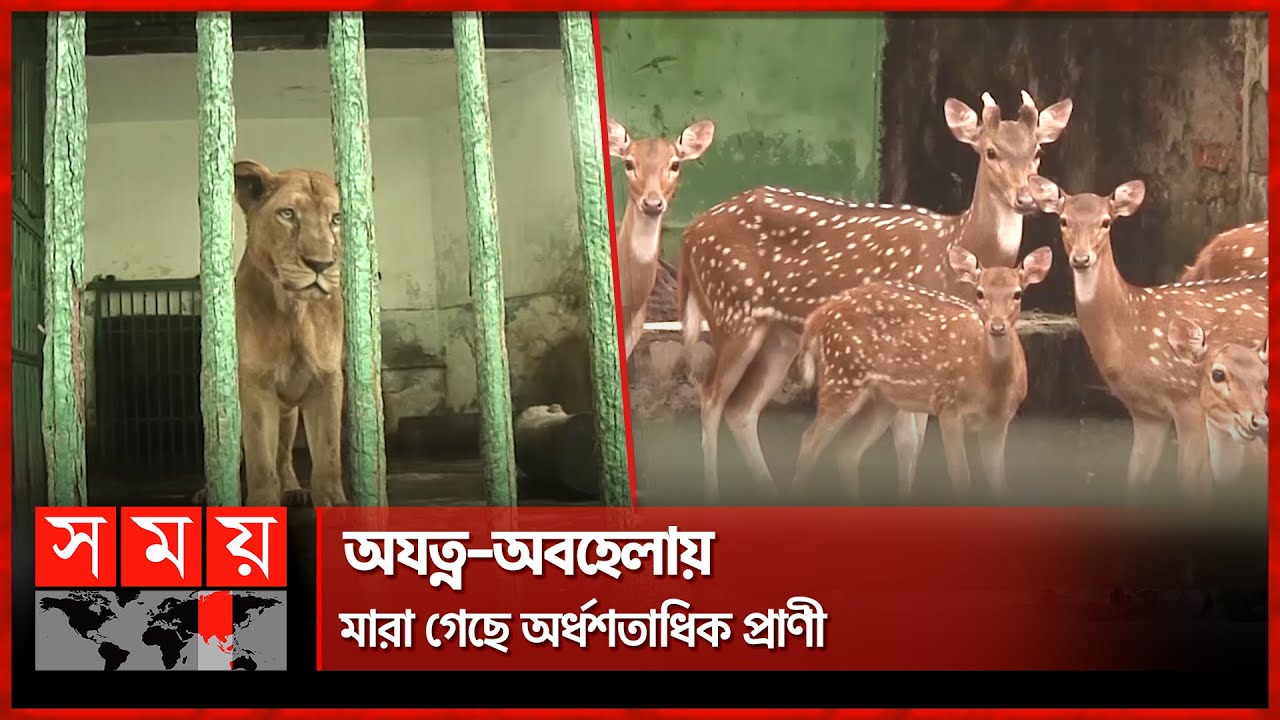 চিড়িয়াখানায় একের পর এক পশু-পাখি শুন্য হচ্ছে খাঁচা | Rangpur Zoo | Animals | Birds | Somoy TV