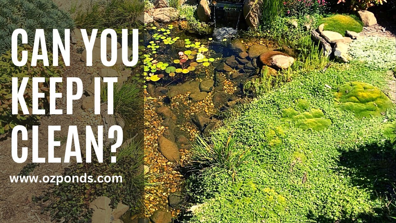 How to keep pond pebble clean