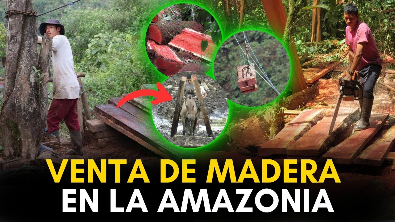 El Tráfico ilegal de Madera en la Amazonía