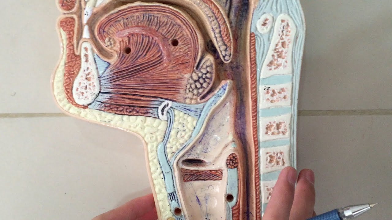 Anatomy of the Pharynx