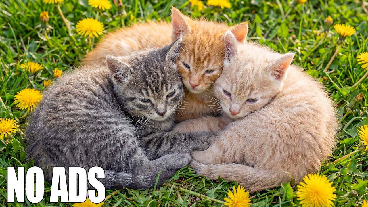 12 HOURS Soothing Cat Music 🐈 Relaxing & Healing 💖 Stress Relief Music for Sleep 🎹 Без рекламы