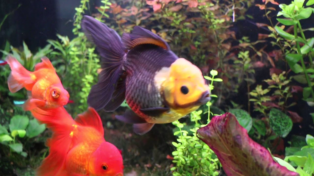 Goldfish planted tank