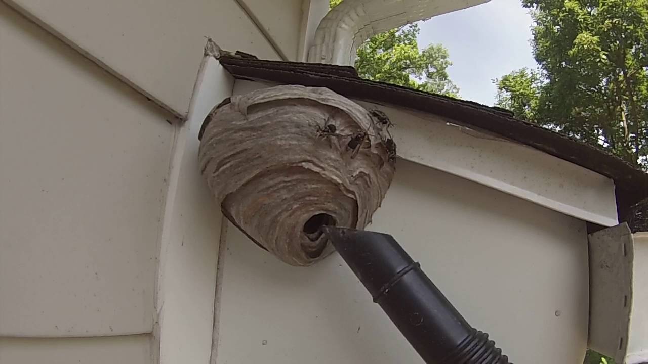 Baldfaced Hornet Nest Removed From Under House Overhang. First Job of 2016.