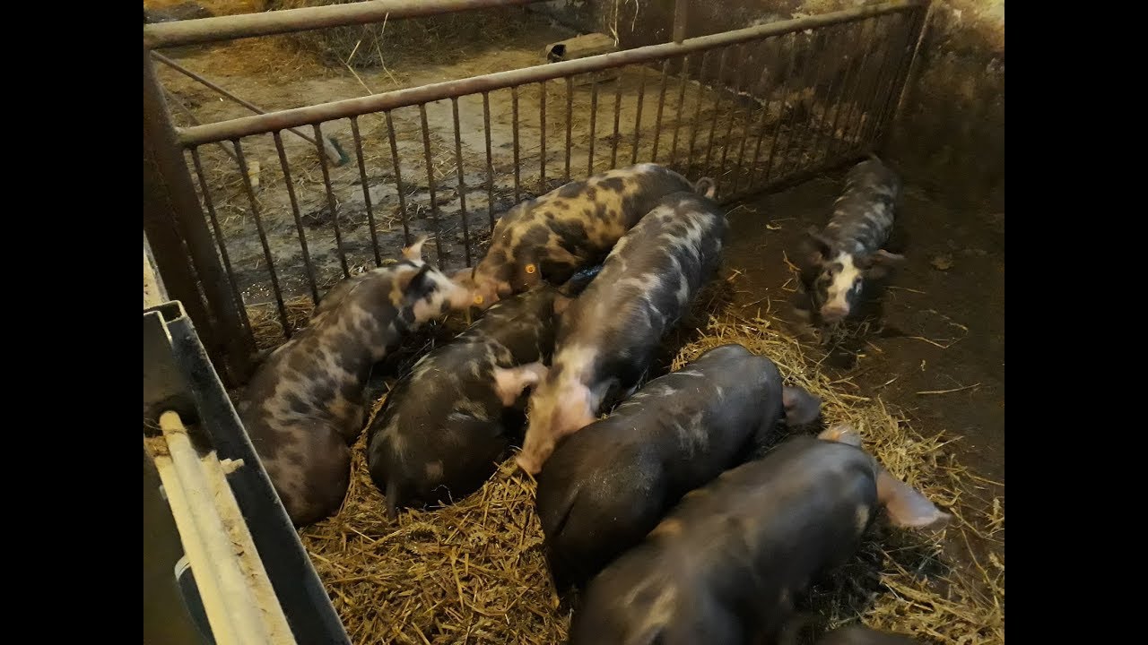 Jak hodować w dobie kryzysu czyli rasa Puławska w moim gospodarstwie