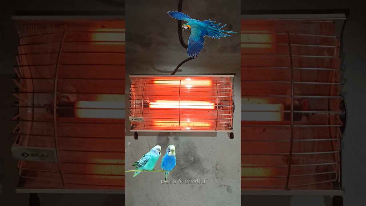 🦜This Thing Should Not Be Done In🥶Cold Weather #birds #birdslover #parrot #parakeet #shortsfeed