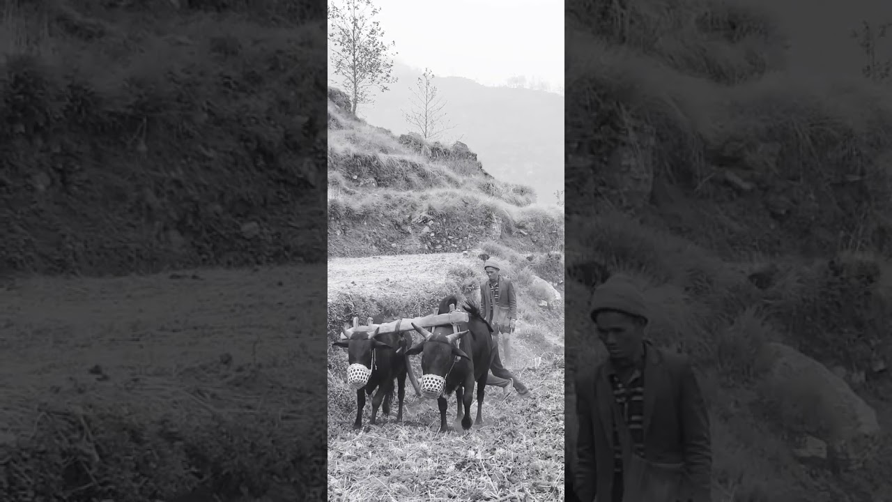 himalayan people 🐂🐂🐂work time