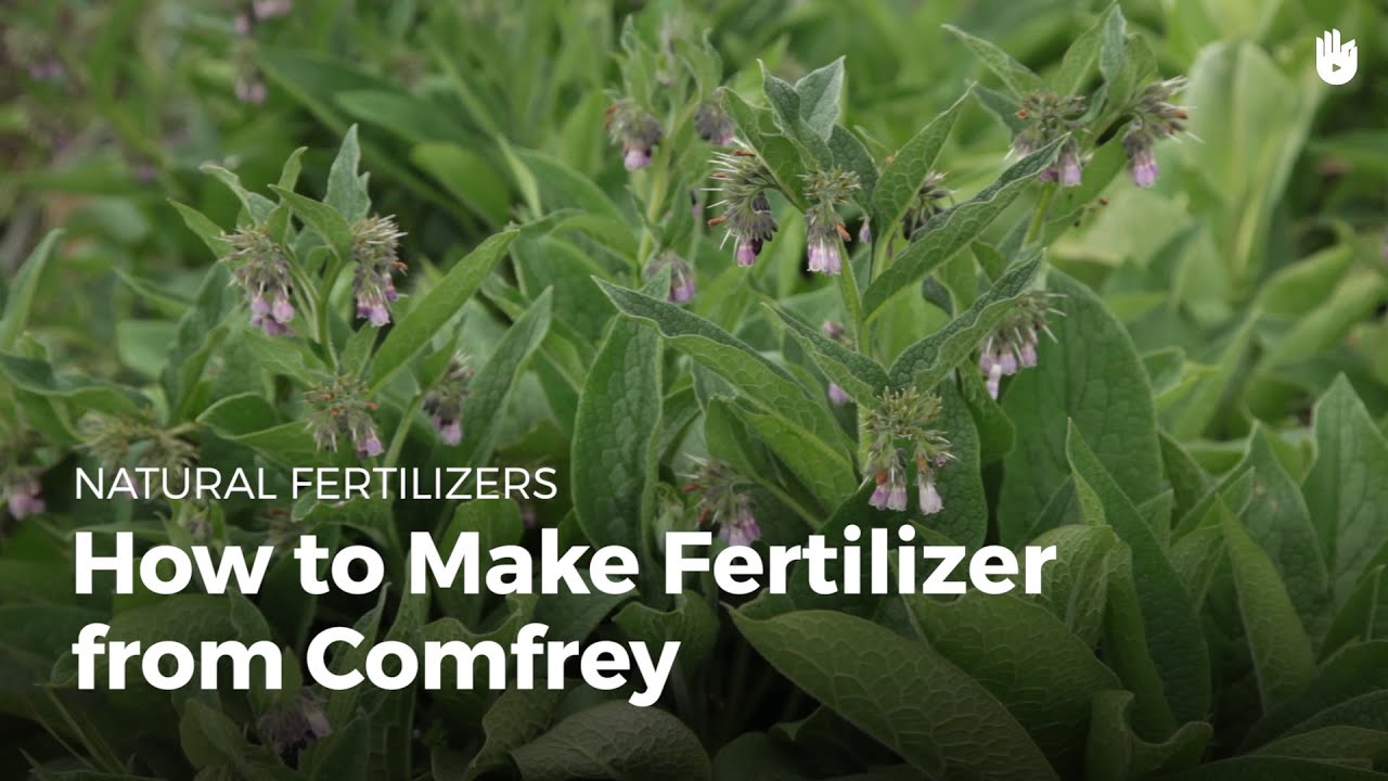 How to make fertilizer from comfrey | Garden