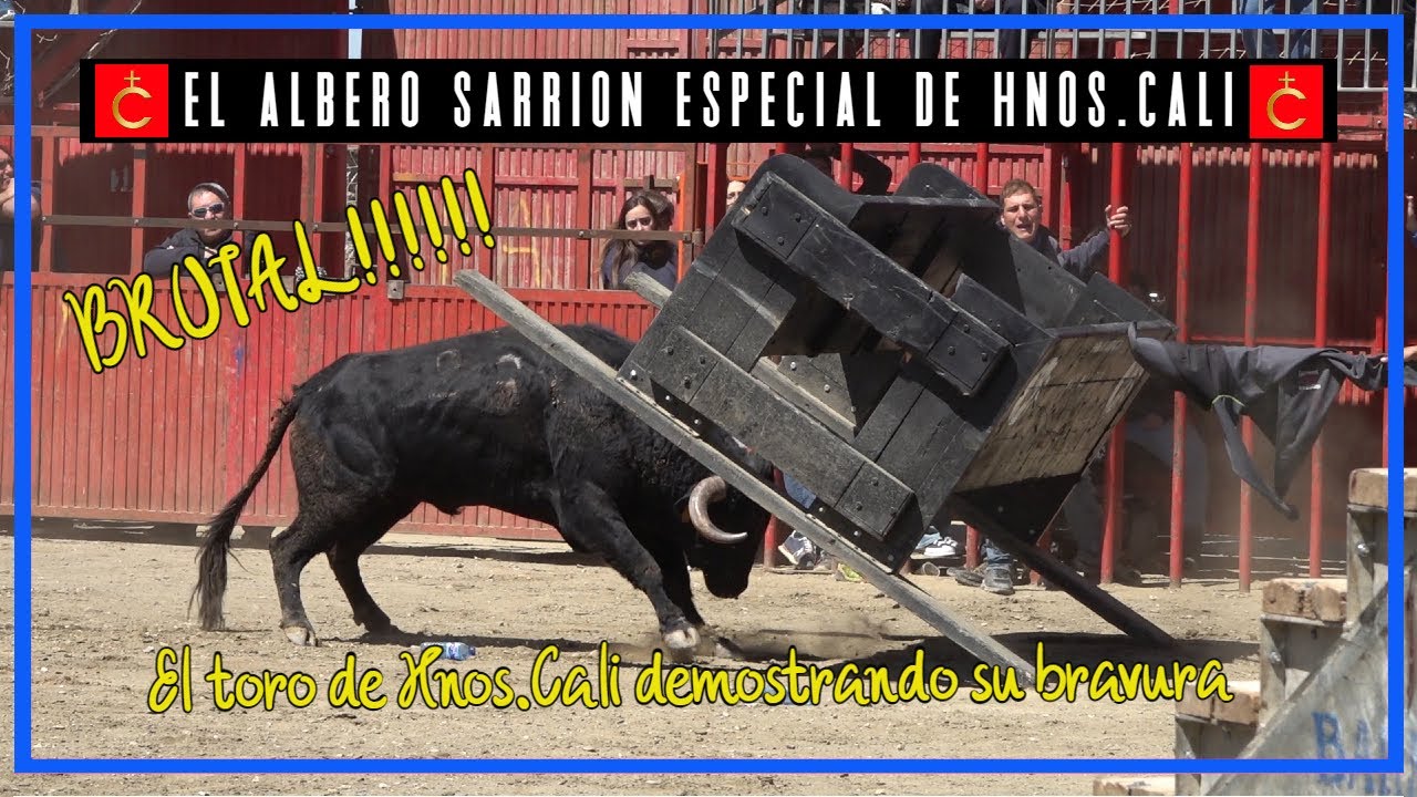 🔝 El Albero ▪ Sarrión 15 ▪ 04 ▪23 Especial de Hnos Cali 🔝 Novillas y Novillos del G-0 🔝