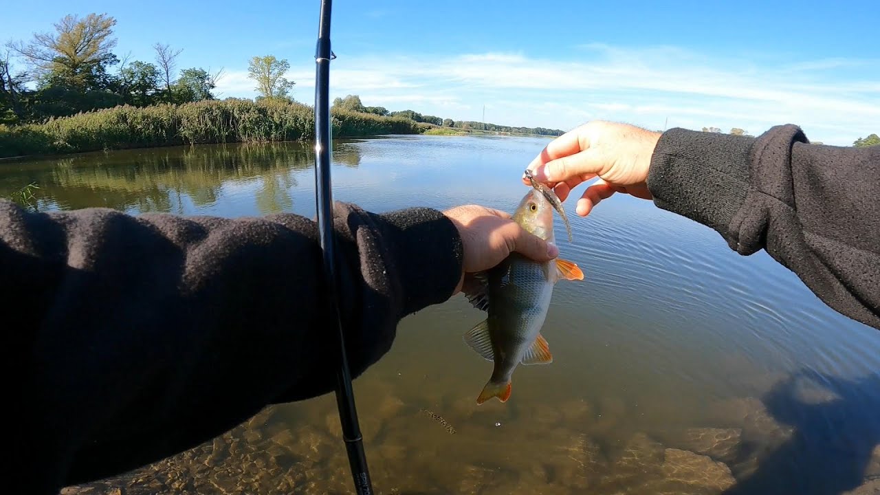 Okonie na jaskółki. Letni spinning rzeka Odra.- #wędkarstwospinningowe