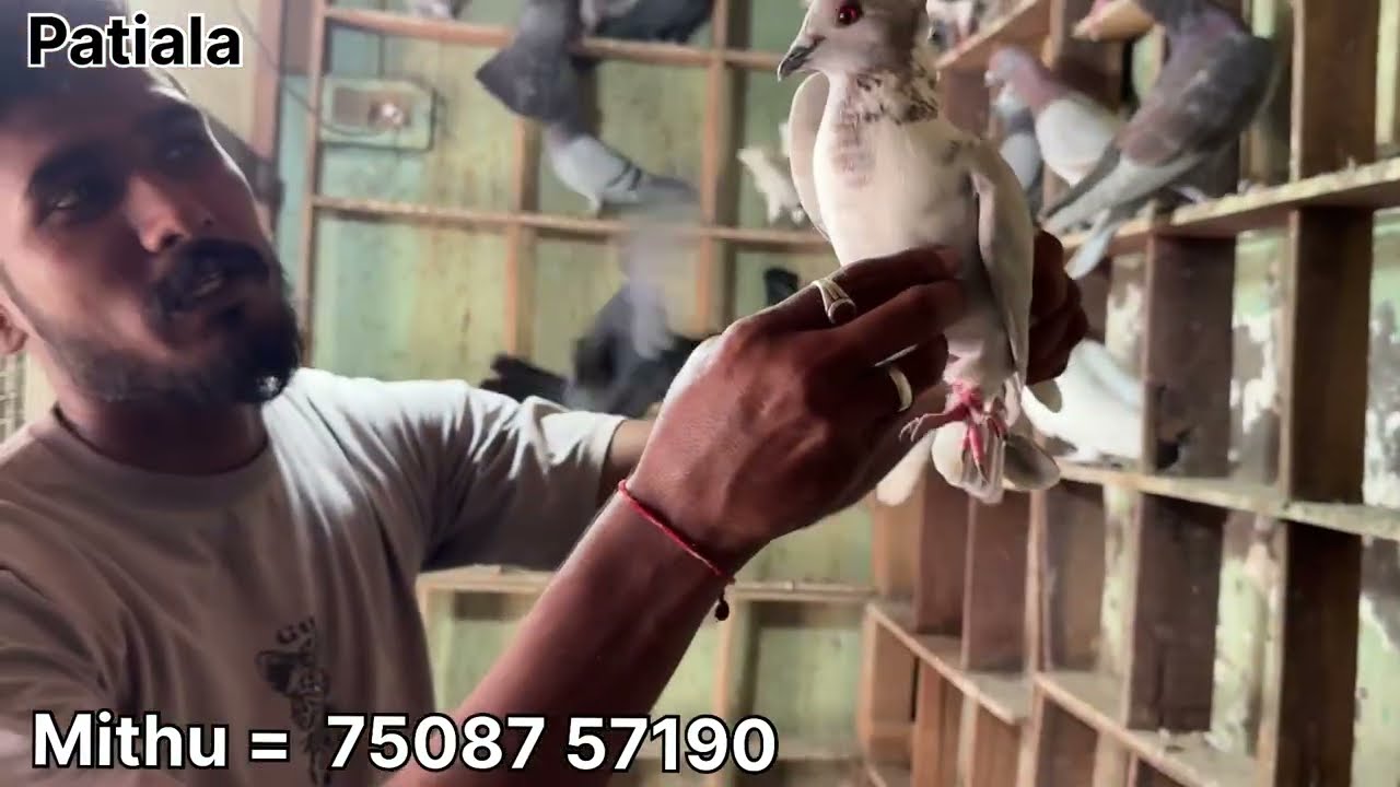 Patiala Pet shop Update 21 October 2025 Patiala Pigeons For sale 