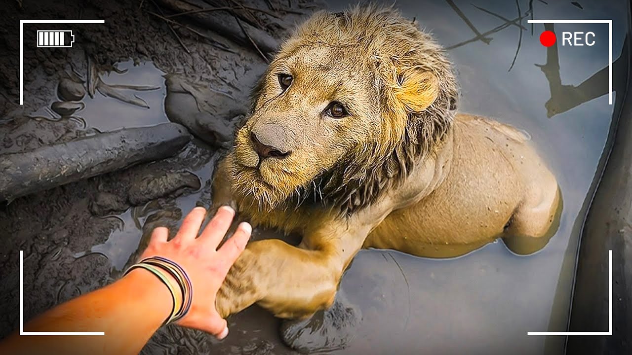 أبطال حقيقيون ينقذون الحيوانات من مواقف صعبة