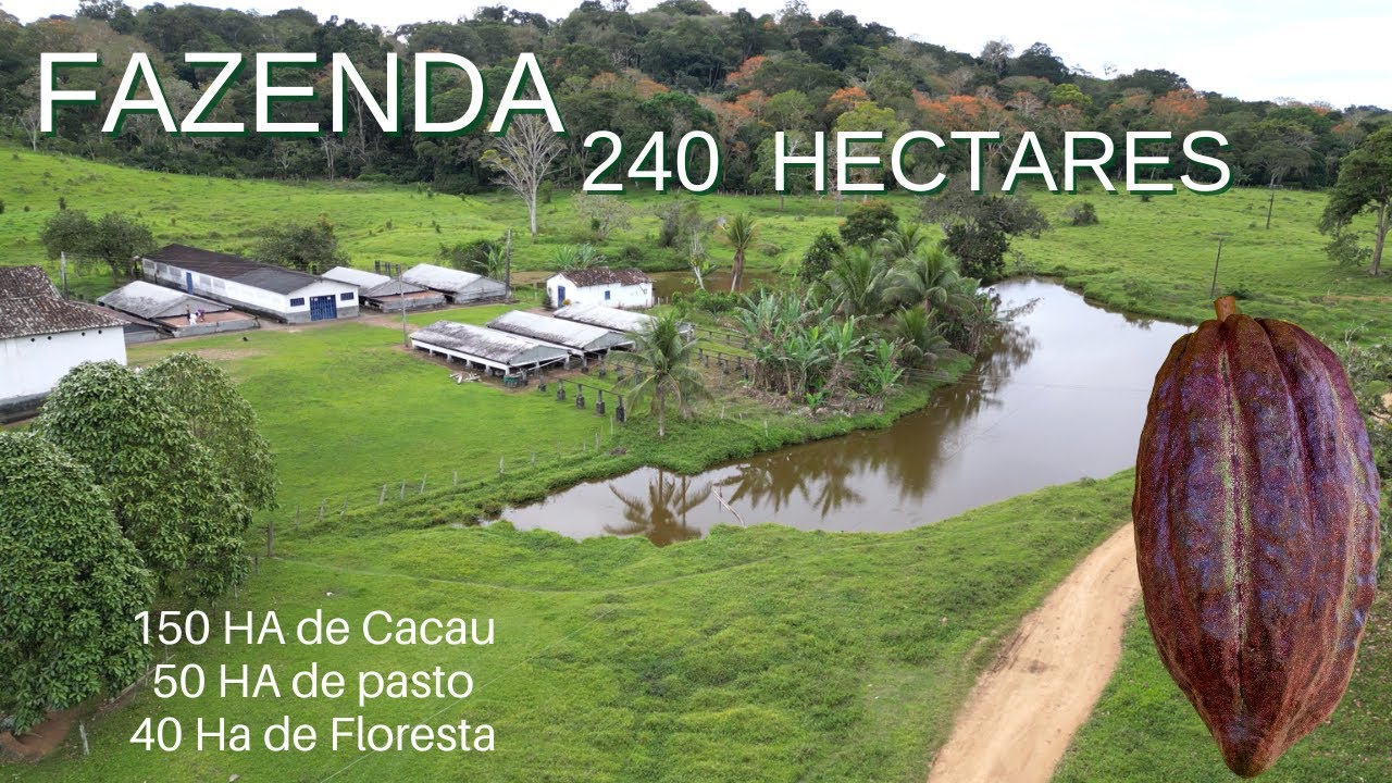 Fazenda 240 Hectares. Sul da Bahia.  R$ 6.200.000,