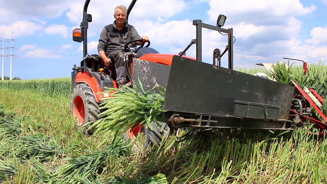 Droogbloemen  van Greenflor- een kijkje achter de schermen bij de kweker