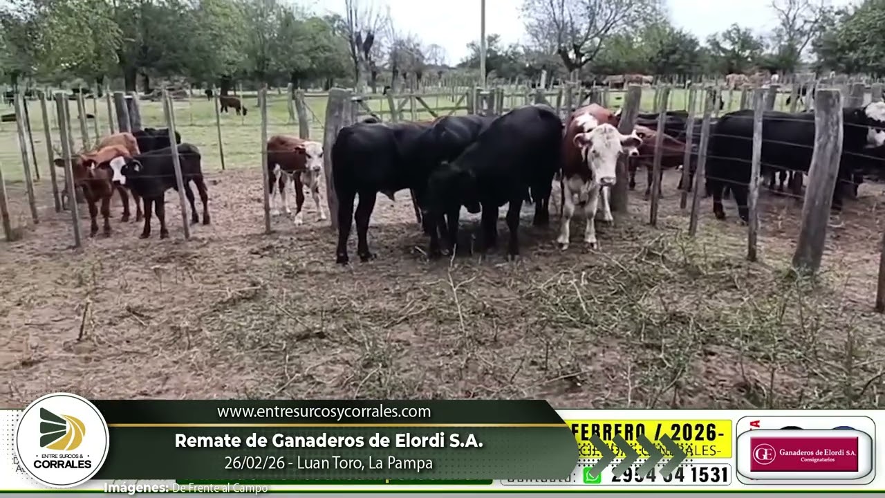 26-02-26 - Remate de Ganaderos de Elordi S.A.- Luan Toro, La Pampa
