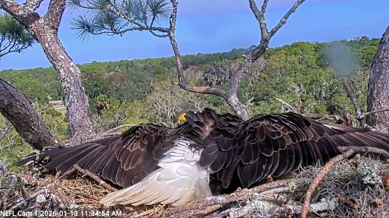 Gabby was protecting her Chicks from intruder (NEFL EAGLES)