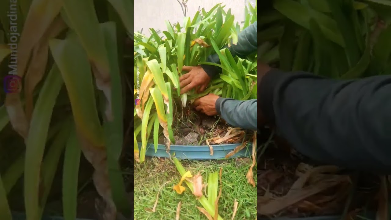 COMO LIMPAR O AGAPANTOS #jardim #garden #manuten&ccedil;&atilde;odejardim #plantas