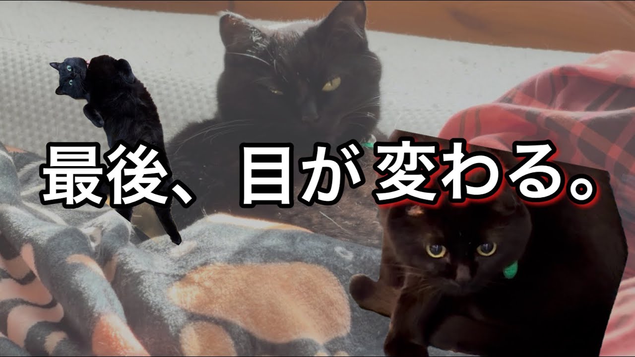 へそ天黒猫、最後まさかの戦闘モードに入ります