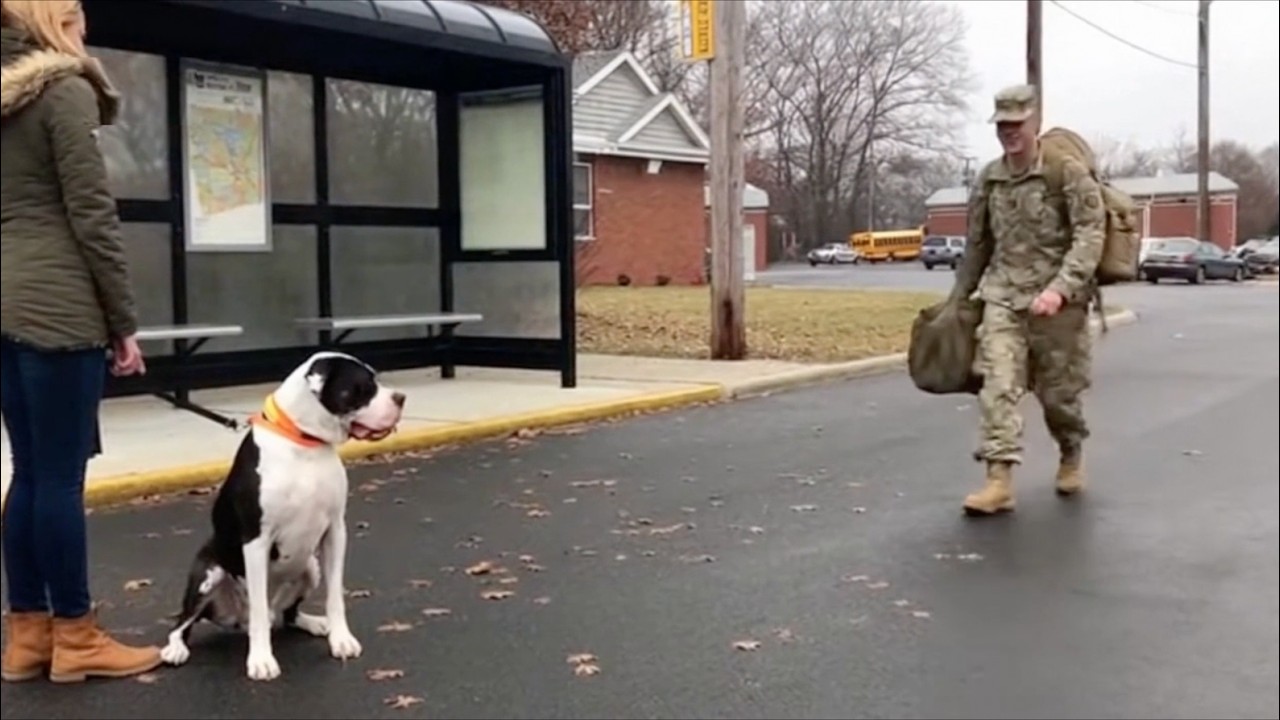 What happens when a dog sees its dad come home?