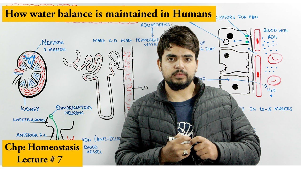 Osmoregulation in Humans