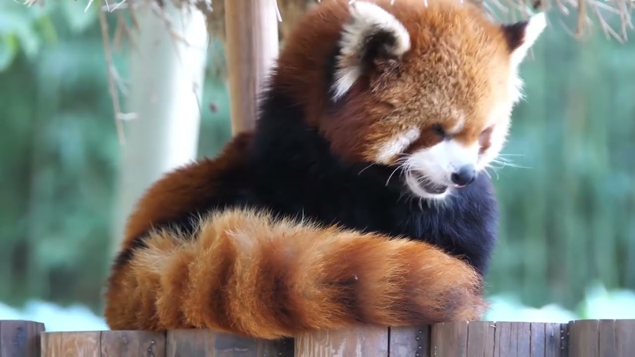 Red panda. #redpanda #pandalife #animals #trending #cute