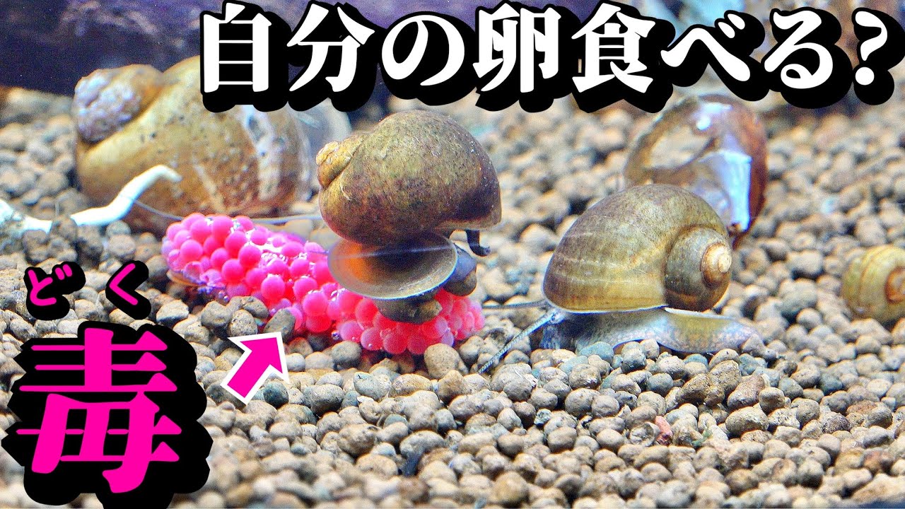 ジャンボタニシは有毒の卵を食べるのか…？