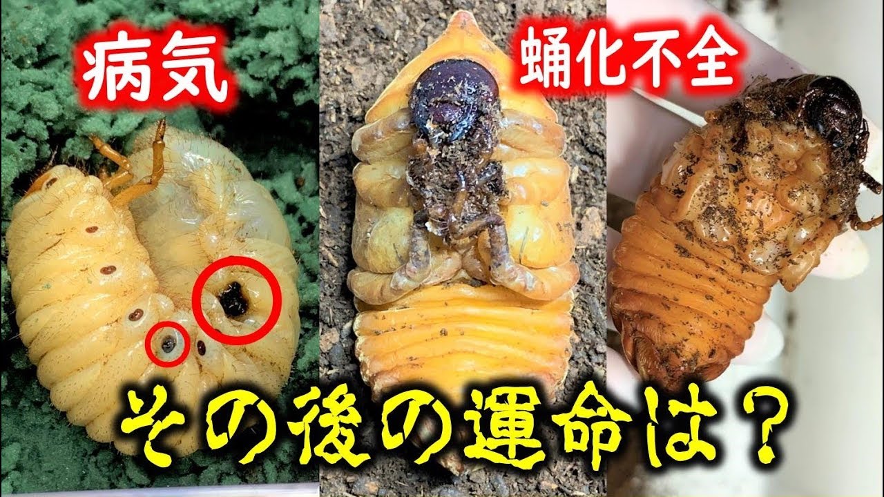 悪夢か奇跡か？　病気や蛹化不全だったカブトムシたちのその後の運命は…カブトムシ＋クワガタ（くろねこチャンネル）