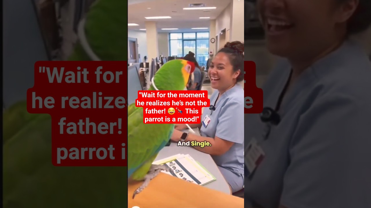 Parrot Thinking He’s a Dad! 😂🦜 | Funny Talking Parrot Moments 
