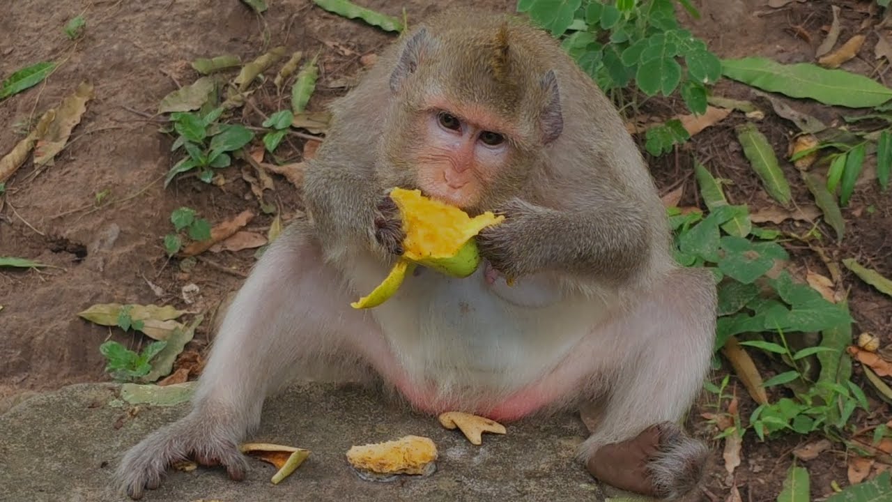 The Monkey's Life at Taproom temple. #monkey #babymonkey #monkeys