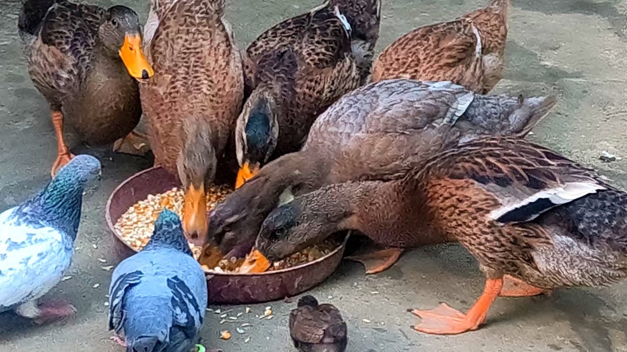 এক মাস ২৫ দিনের  হাঁসের বাচ্চার পরিচর্যা | হাঁসের বাচ্চার চিকিৎসা | kom khoroche hasher baccha palon