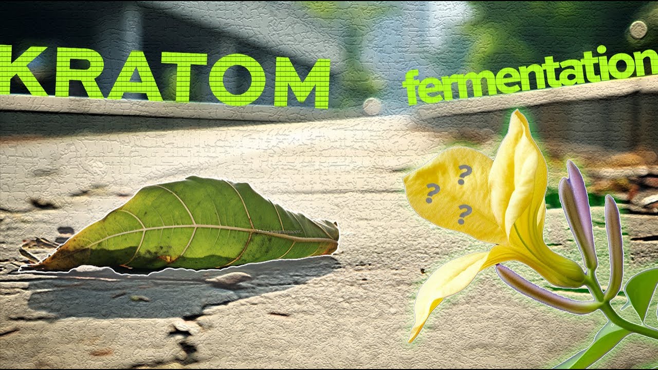Kratom Fermentation : Yellow, Gold, Red & Bentuangie (secret ways of kratom harvesting)