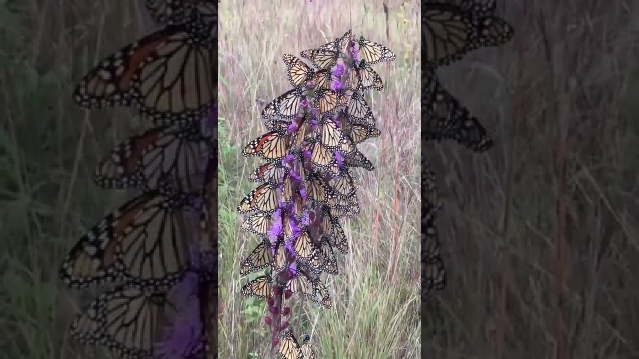 Liatris ligulistylis, also known as meadow blazingstar, is irresistible to Monarch butterflies.