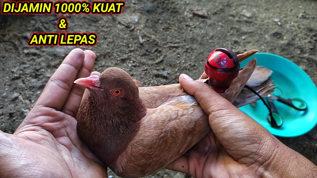 Cara mudah pasang sawangan/hatong merpati || cara pasang sawangan burung dara