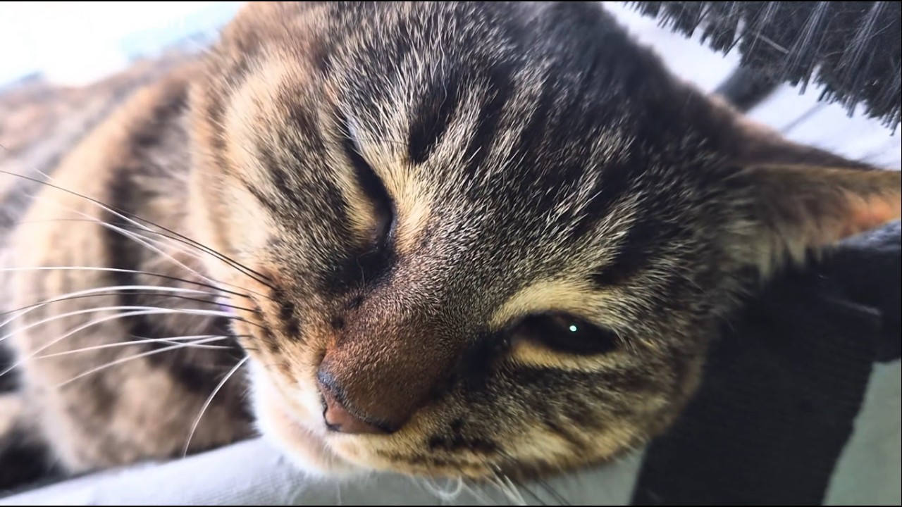 Brushing my stunning, contented cat. #cat