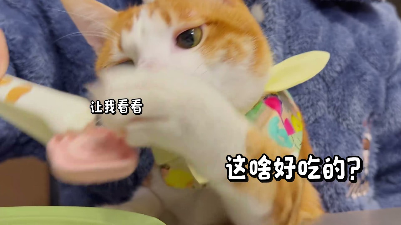 这实物与图片也太一致了吧 怎么能这么可爱的 吃播