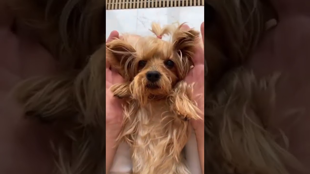 #viral