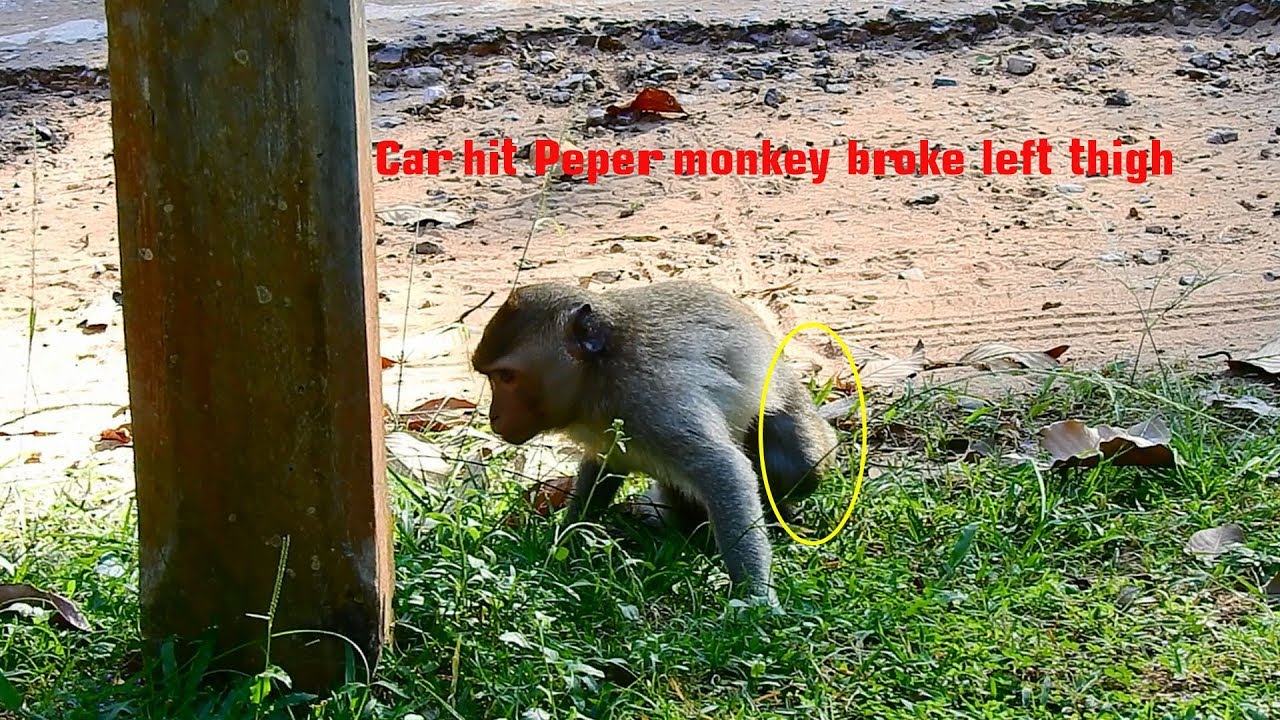 Really socked adult female monkey Peper got traffic accident by car hit broke left thigh.