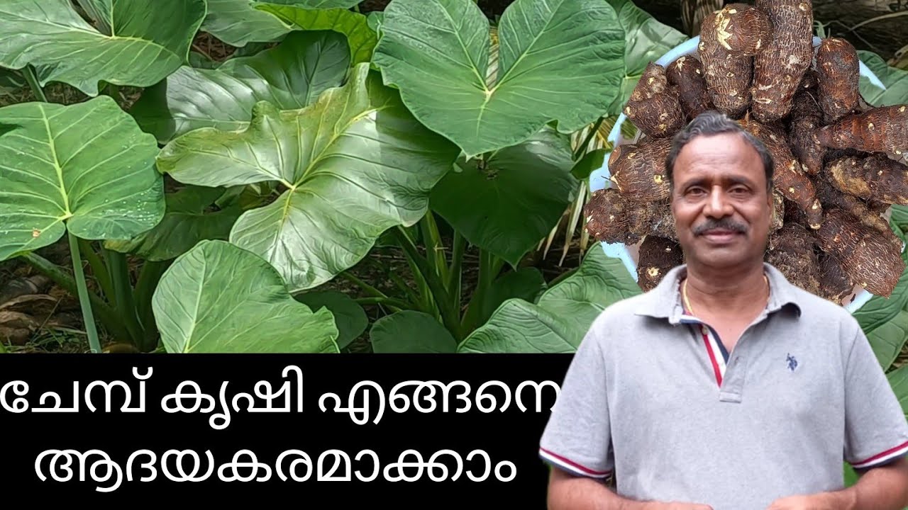 ചേമ്പ് കൃഷി | chembu krishi malayalam | chembu krishi tips|colocasia farming | taro farming| krishi
